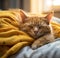 a sleeping orange cat in bed