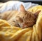 a sleeping orange cat in bed