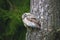 Sleeping owl on a pine bough
