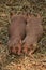 Sleeping Pair of Ground Squirrels in Straw