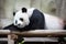 Sleeping panda