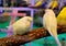 Sleeping Pastel Yellow Color Lovebirds