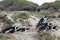 Sleeping penguins Boulders Beach Cape Town, South Africa