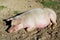 Sleeping pig on the ground and a walking rouster. Close up image.