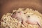 Sleeping piggy in sawdust