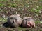 Sleeping pigs on a mountain pasture