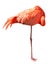 Sleeping pink flamingo isolated on white background