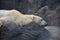 Sleeping polar bear