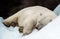 Sleeping polar bear