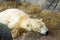 Sleeping polar bear