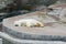 Sleeping polar bear in the Moscow Zoo
