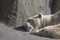 Sleeping polar bear in the Moscow Zoo