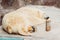 Sleeping polar bear in the zoo