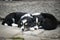 Sleeping puppies border collie