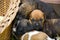 Sleeping puppies next to a wicker basket