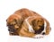 Sleeping puppies. on white background