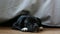 Sleeping puppy of English Staffordshire Bull Terrier