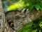 Sleeping raccoon draped over a tree branch in the shade.