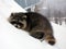 Sleeping raccoon on snow