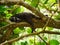 Sleeping racoon on a branch