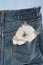 Sleeping Ragdoll kitten in pocket of pants