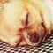 Sleeping Red Chihuahua Dog on Shemagh Pattern Background.