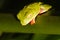 Sleeping Red-eyed tree frog in Costa Rica