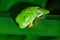 Sleeping Red-eyed tree frog in Costa Rica