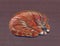 Sleeping red ginger striped cat on a brown background