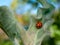 Sleeping red ladybird on a leaf