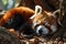 Sleeping Red Panda