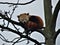 Sleeping Red Panda