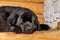 Sleeping and resting black Newfoundland dog on wooden stairs. Sleeping dog in a log cabin. Hard day. Dog life