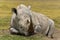 Sleeping rhino