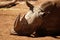 Sleeping rhinoceros