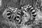 Sleeping Ring Tailed Lemurs.