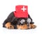 Sleeping rottweiler puppy dog wearing nurses medical hat. isolated on white