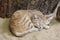 Sleeping sand cat