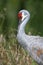 Sleeping Sand hill crane