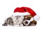 Sleeping Scottish kitten and puppy with santa hat. isolated on w