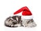 Sleeping scottish kitten with santa hat. isolated on white