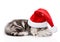 Sleeping scottish kitten with santa hat. isolated on white