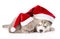 sleeping scottish kitten and Siberian Husky puppy with santa hat. isolated