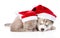 Sleeping scottish kitten and Siberian Husky puppy with santa hat. isolated