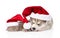Sleeping scottish kitten and Siberian Husky puppy with santa hat. isolated.