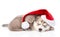 Sleeping scottish kitten and Siberian Husky puppy with santa hat. isolated