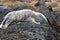 Sleeping Scruffy Baby Harbor Seal In Casco Bay