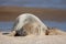 Sleeping seal. Cute tired animal taking a nap on the beach