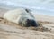 Sleeping Seal, Kauai