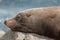 Sleeping seal rests on a rock after a feed